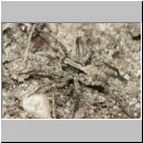 Xerolycosa miniata - Wolfsspinne 01 6mm Sandgrube Niedringhaussee.jpg